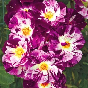 OH WOW! (climber)